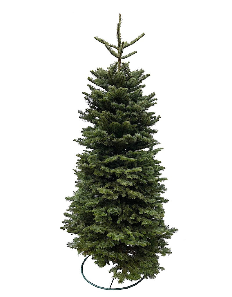 Christmas Tree Pre-Order