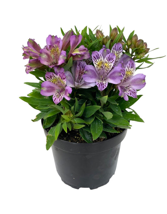 Alstroemeria 'Inca Ocean' 8 inch