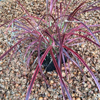 Pennisetum 'Fireworks' 1 gal