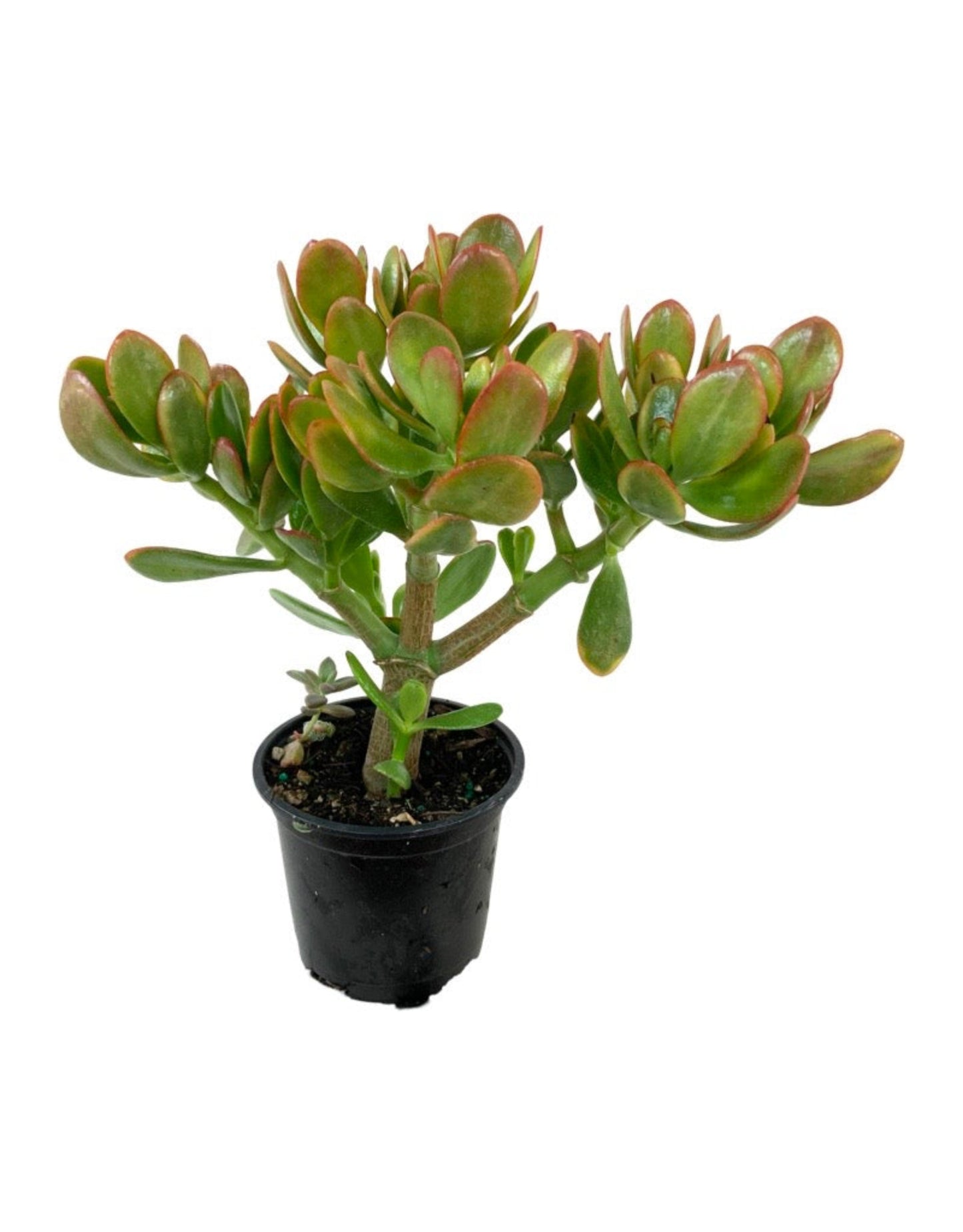 Crassula ovata