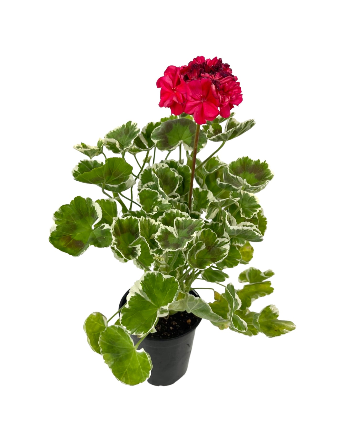 Geranium Fancy Leaf 'Wilhelm Langguth' 5 Inch