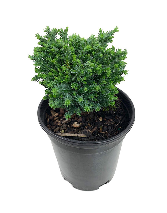 Chamaecyparis lawsoniana 'Rimpelaar'  1 Gal