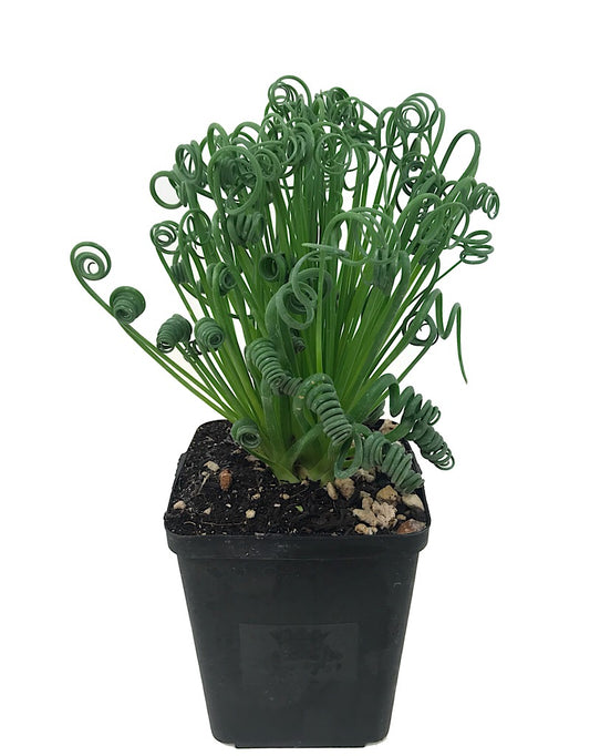 Albuca spiralis 'Frizzle Sizzle'