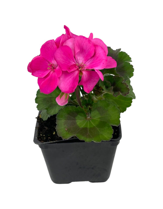 Geranium Zonal 'Tango Deep Pink' 4 Inch