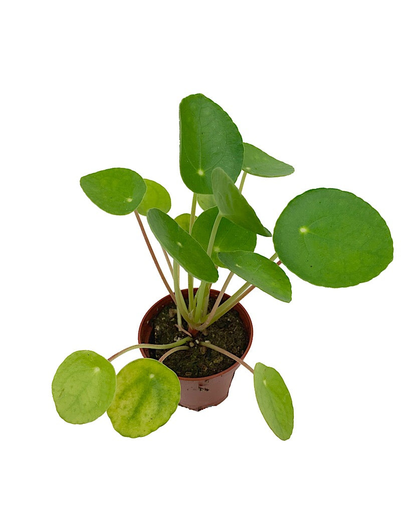 Pilea peperomioides  2 inch