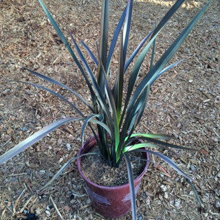 Phormium 'Black Rage' 1 Gallon