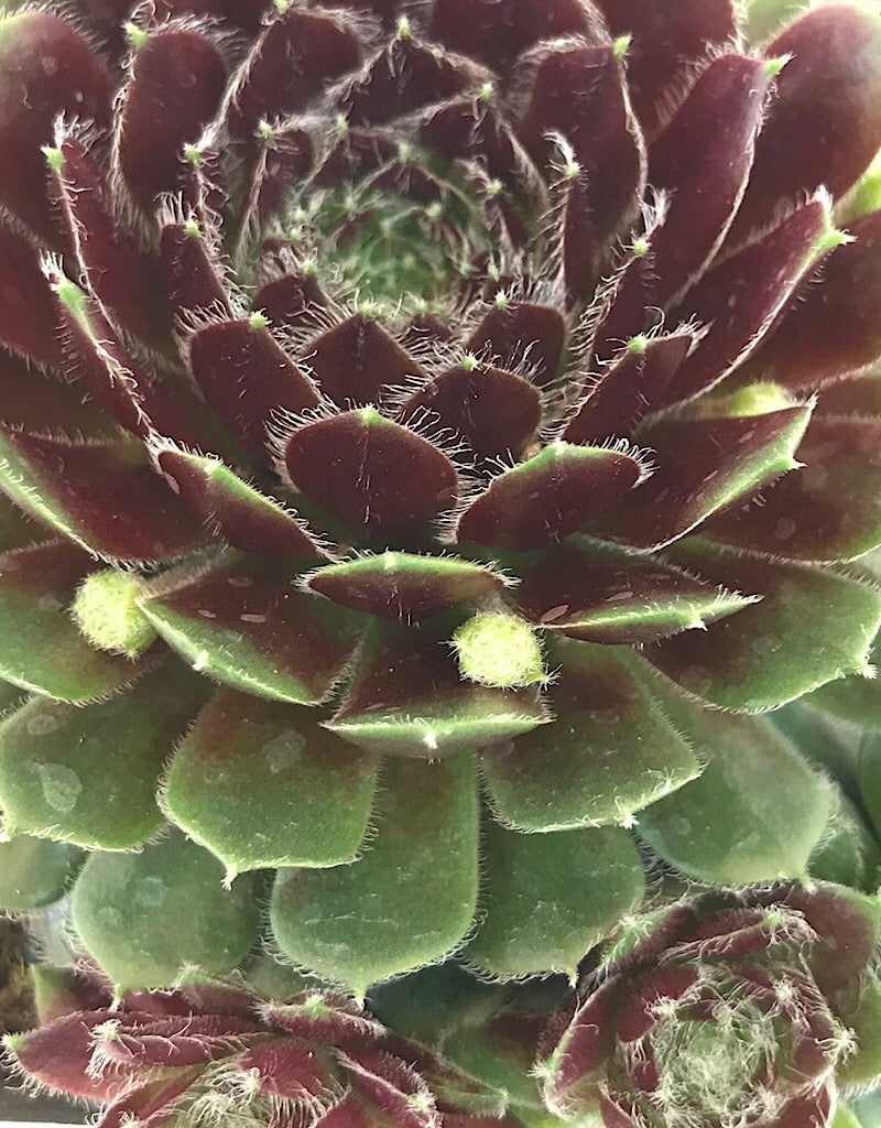 Sempervivum 'Pilioseum' 4 Inch