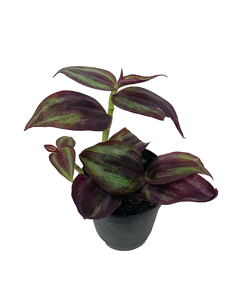 Tradescantia zebrina 'Purple' 2 Inch