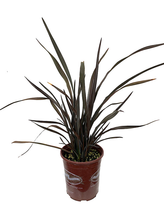 Phormium 'Platt's Black' 1 Gallon