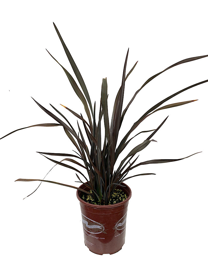 Phormium 'Platt's Black'