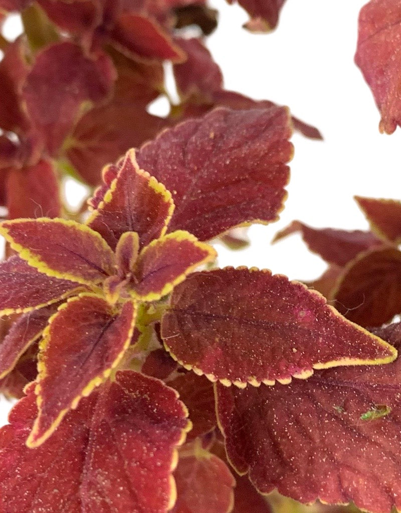 Coleus 'Sedona Sunset' Quart