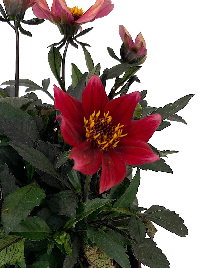 Dahlia 'Happy Days Scarlet' Quart