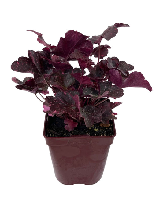 Heuchera 'Midnight Rose' Quart