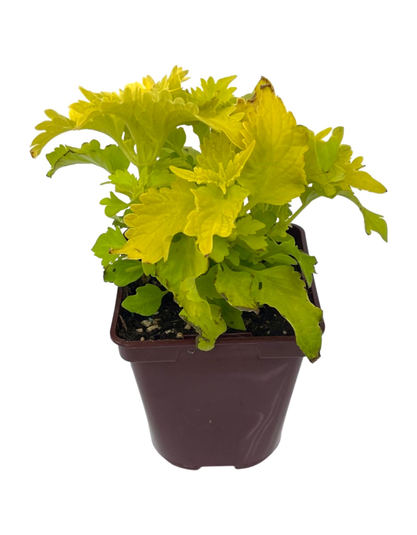 Coleus 'Wasabi' 4 Inch