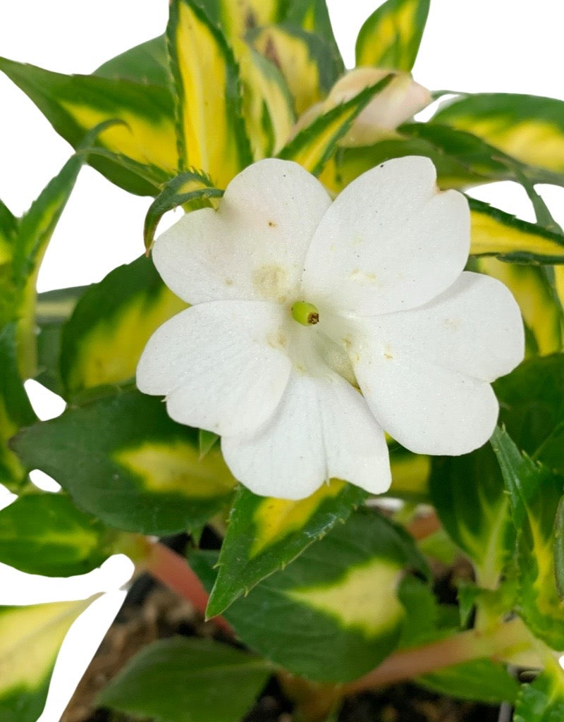 Sunpatiens  €˜Vigorous Tropical White  4 Inch