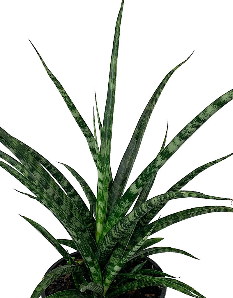 Sansevieria bacularis 'Fernwood' 6 Inch