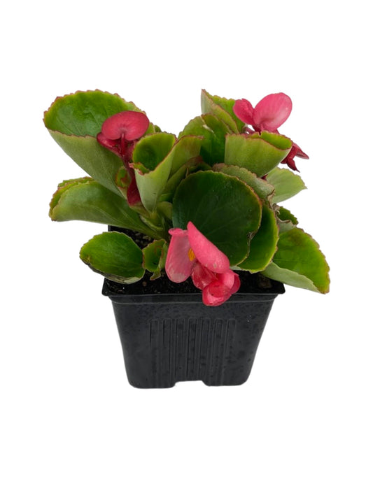 Begonia 'Ambassador Rose'  4 Inch