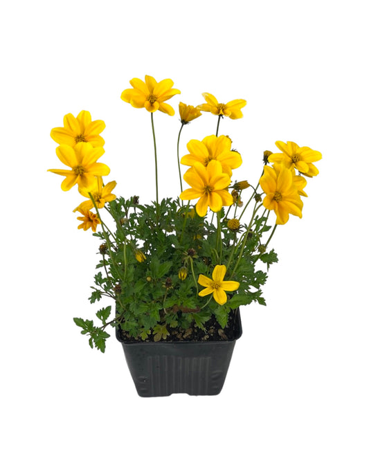 Bidens 'Golden Empire' 4 Inch