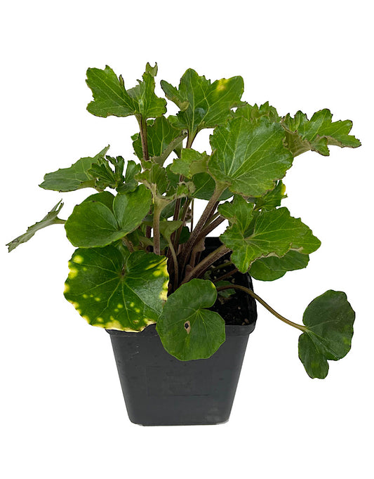 Farfugium japonicum 'Shishi Botan' Quart