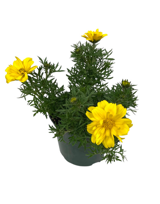 Bidens 'Sun Drop Double Yellow' 6 Inch