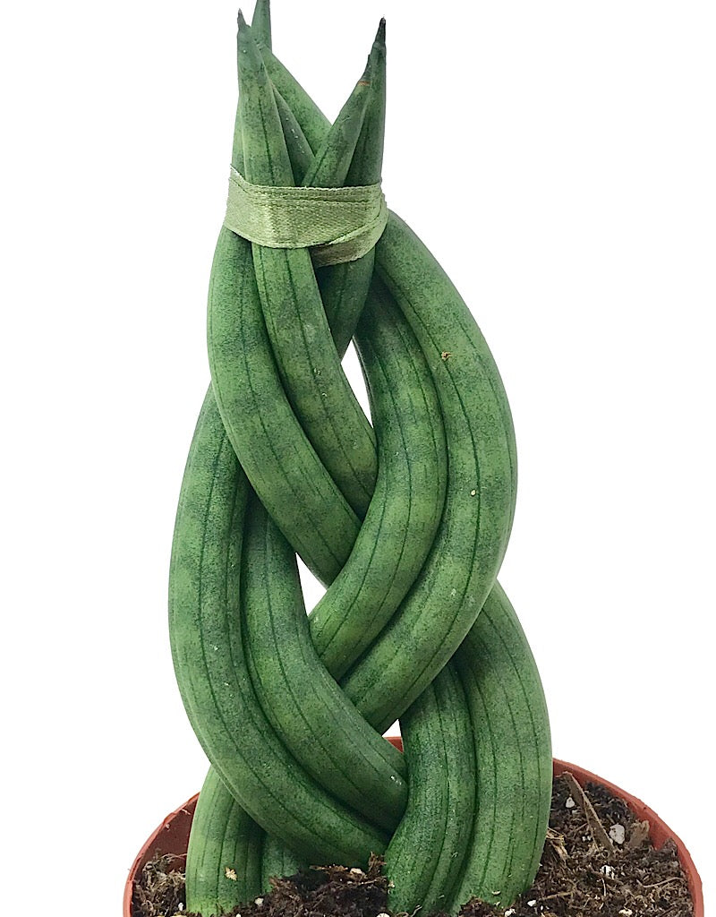 Sansevieria cylindrica 'Braid'  4 inch