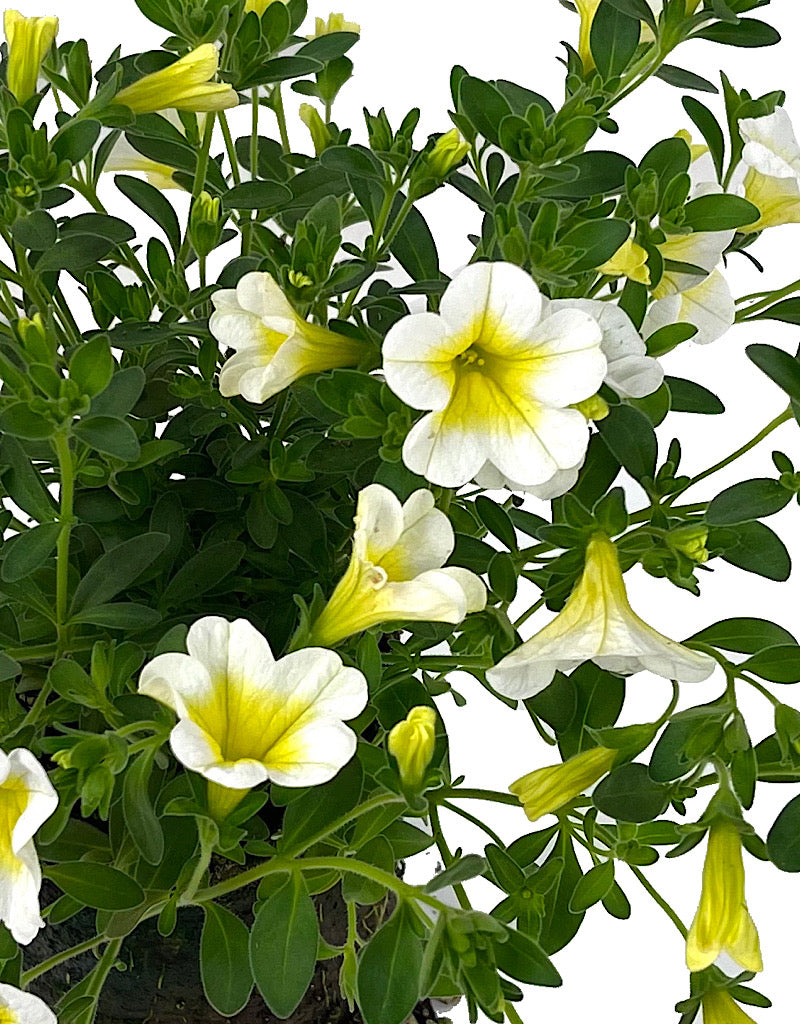 Calibrachoa 'Aloha Kona Sunshine' 4 Inch