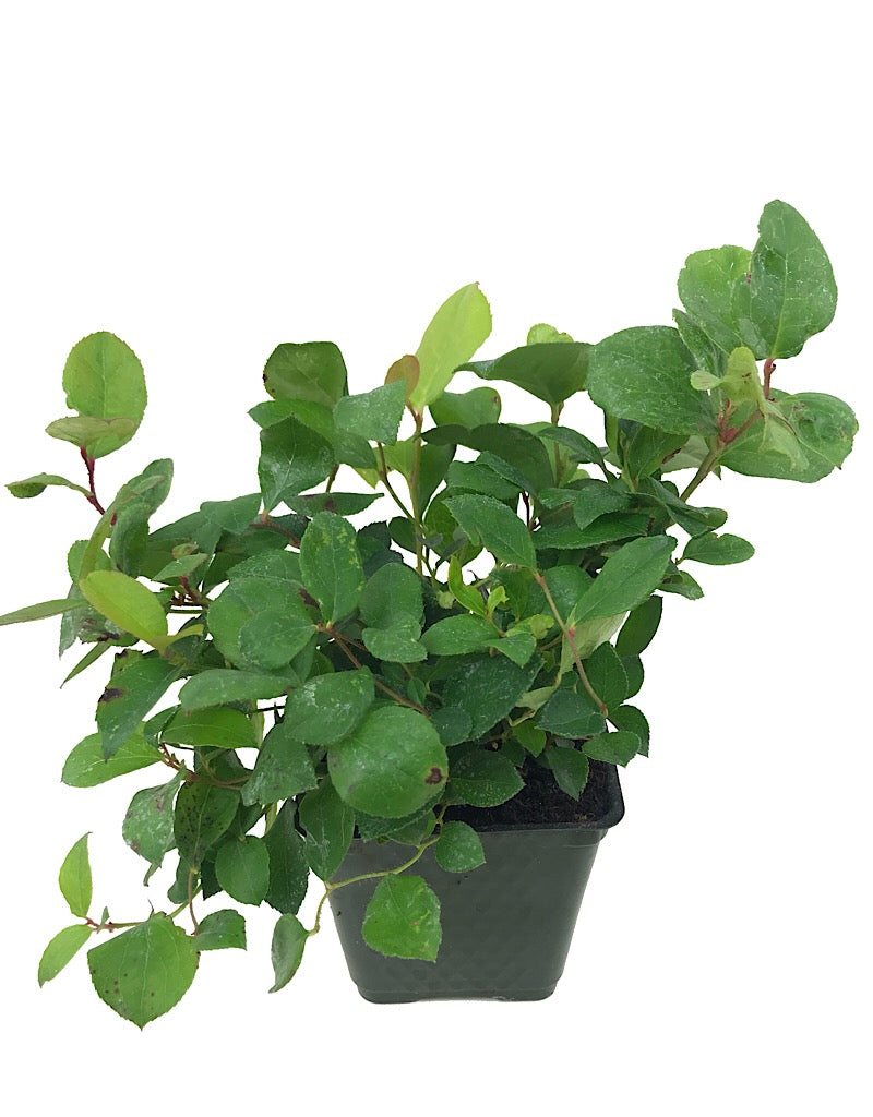 Gaultheria shallon 4 Inch