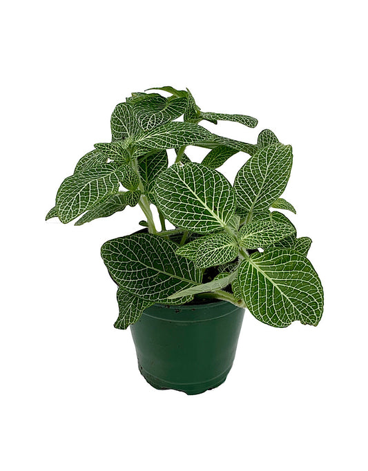 Fittonia albivenis 'White Mini'  4 inch