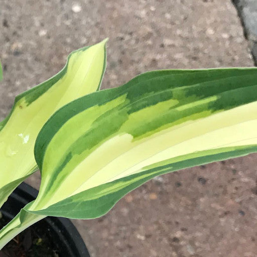 Hosta 'Moonstruck' Quart