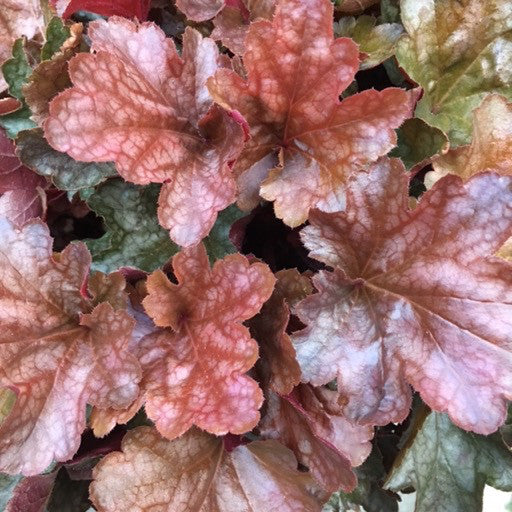 Heuchera 'Cutie Blondie' - Quart