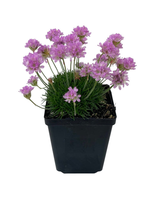 Armeria maritima 'Victor Reiter' 4 Inch