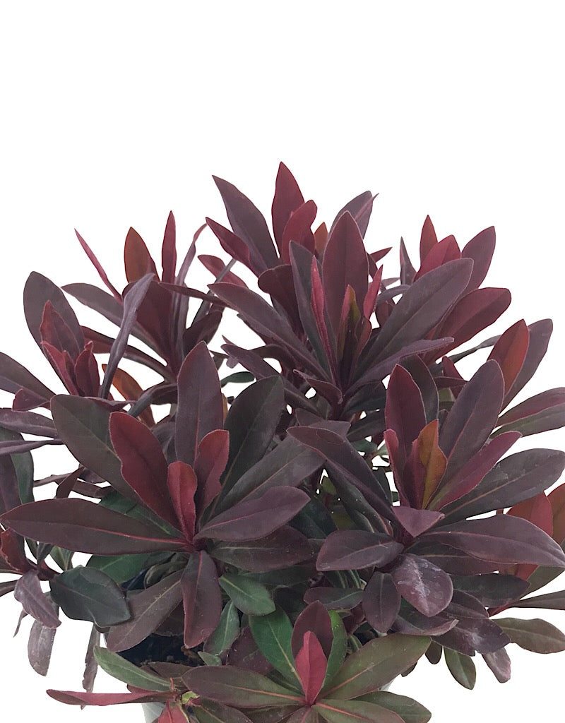 Euphorbia 'Ruby Glow' Quart