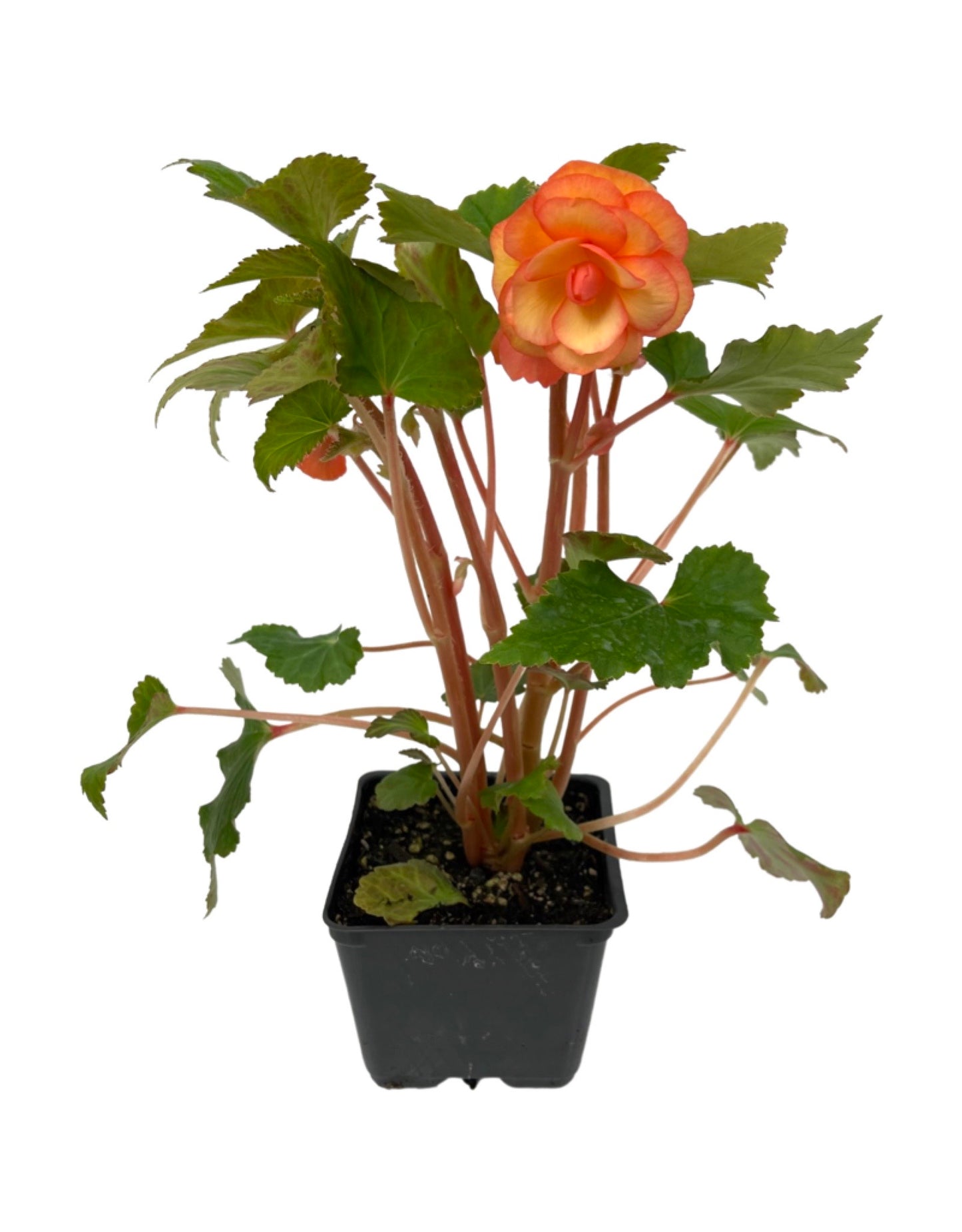 Begonia 'Illumination Apricot Shades' 4 Inch