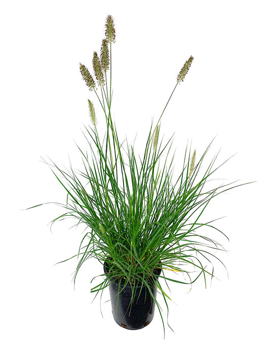 Pennisetum alopecuroides 'Hameln' 1 Gallon