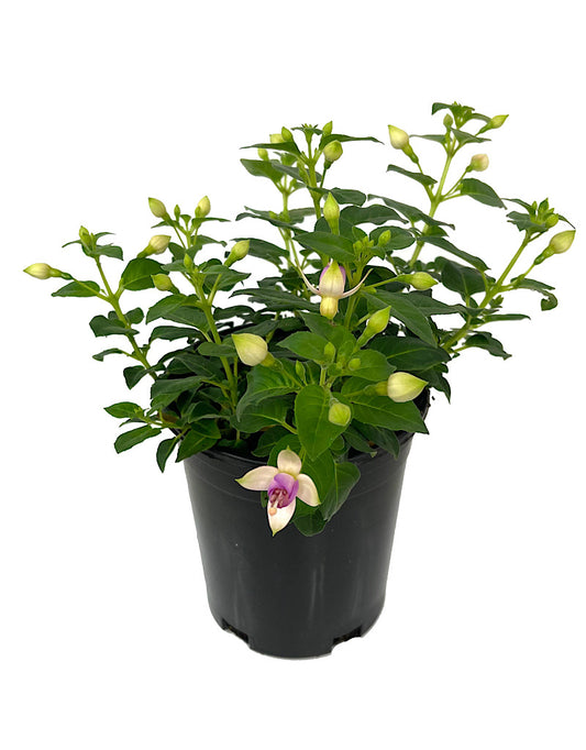 Fuchsia 'Erecta' 1 Gallon