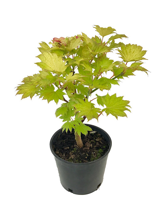 Acer shirasawanum 'Aureum'