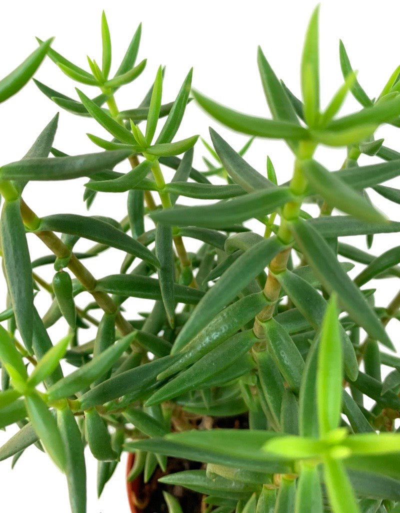 Crassula tetragona 4 Inch