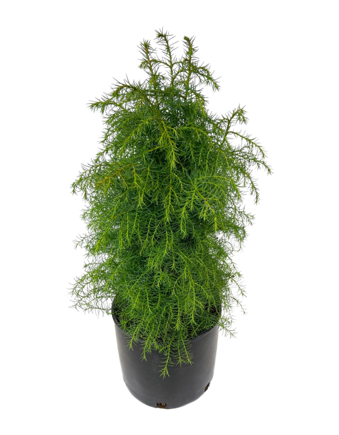 Cryptomeria japonica 'Elegans Aurea' 3 Gallon