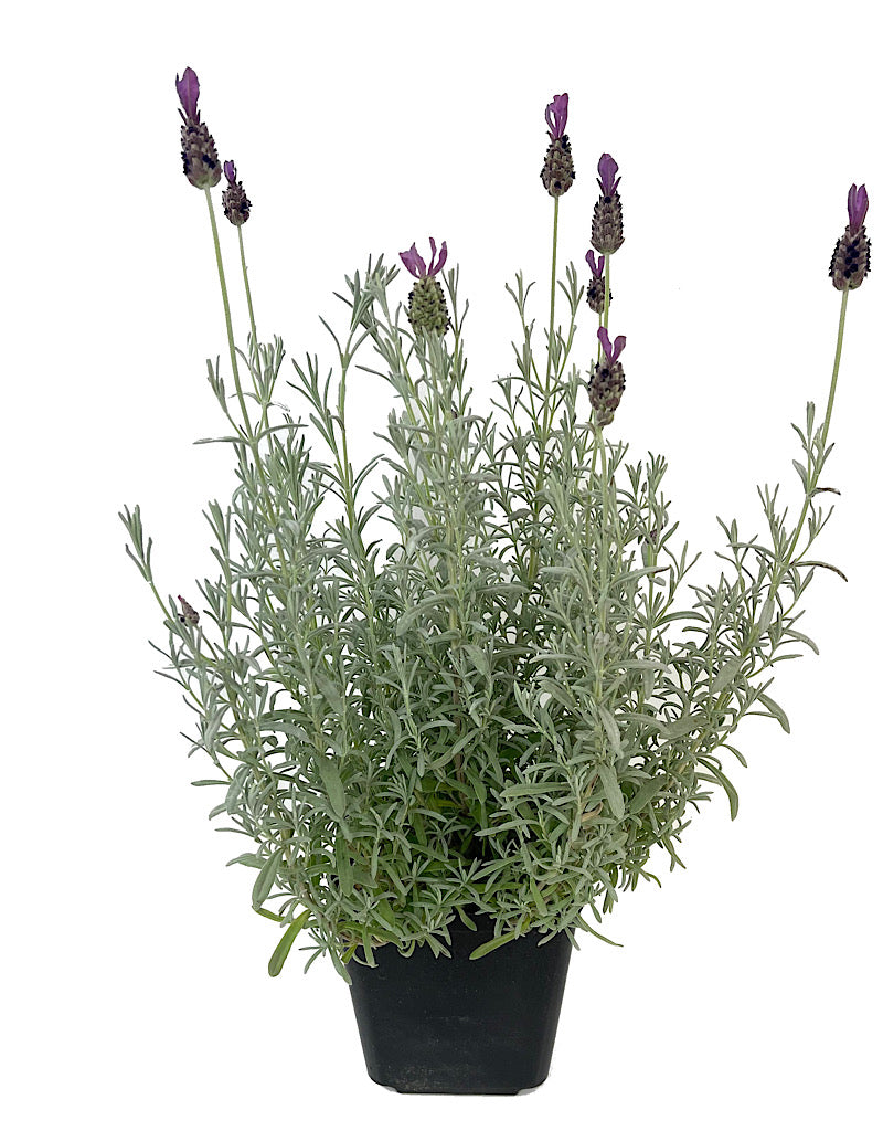 Lavandula s. 'Anouk Silver' 1 Gallon