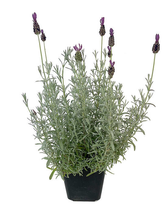 Lavandula s. 'Anouk Silver' 1 Gallon