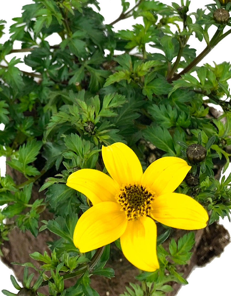 Bidens 'Beedance Yellow'  4 inch