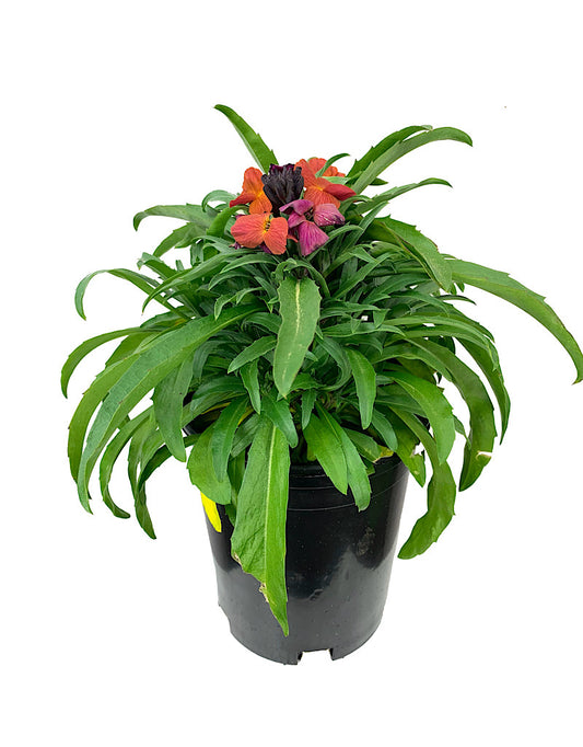 Erysimum 'Winter Orchid' 1 Gallon