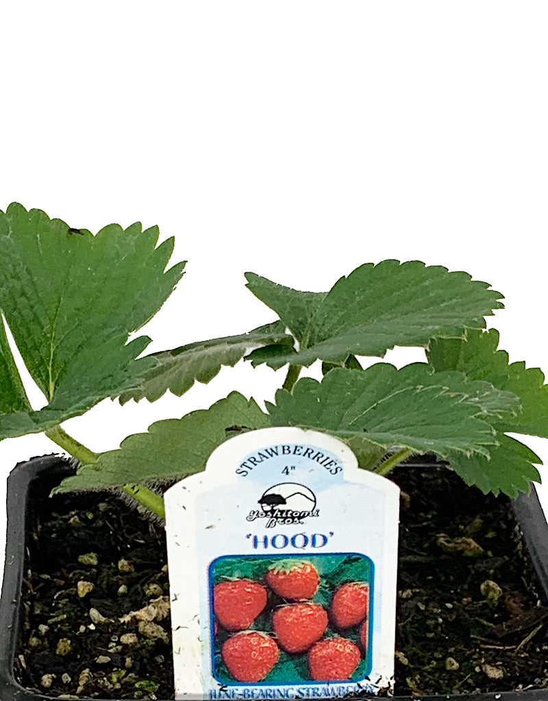 Strawberry 'Hood' 4 Inch