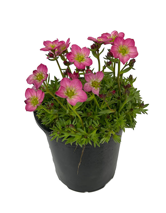 Saxifraga 'Alpino Early Magic Salmon' Quart