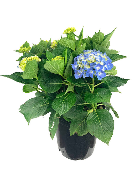 Hydrangea macrophylla 'Berner' 2 Gallon