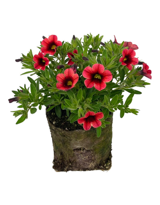 Calibrachoa 'Conga Orange Kiss  4 Inch