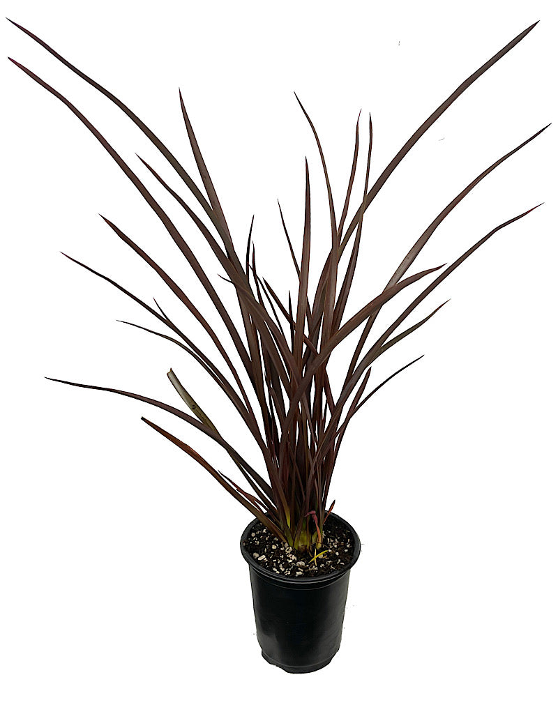 Phormium 'Amazing Red' Quart