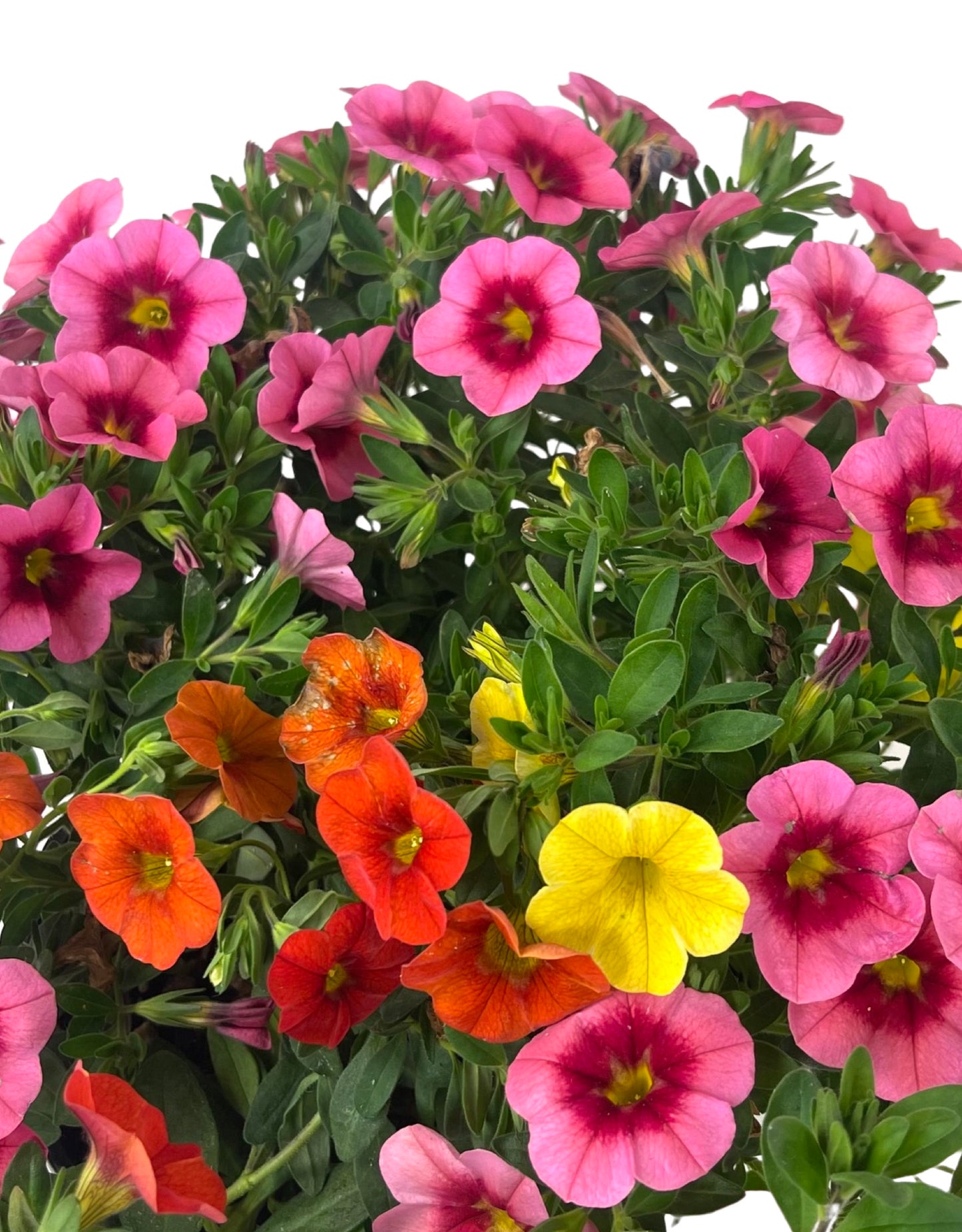 Calibrachoa Confetti Garden 'Hawaiian Hula Lilli' 6 Inch