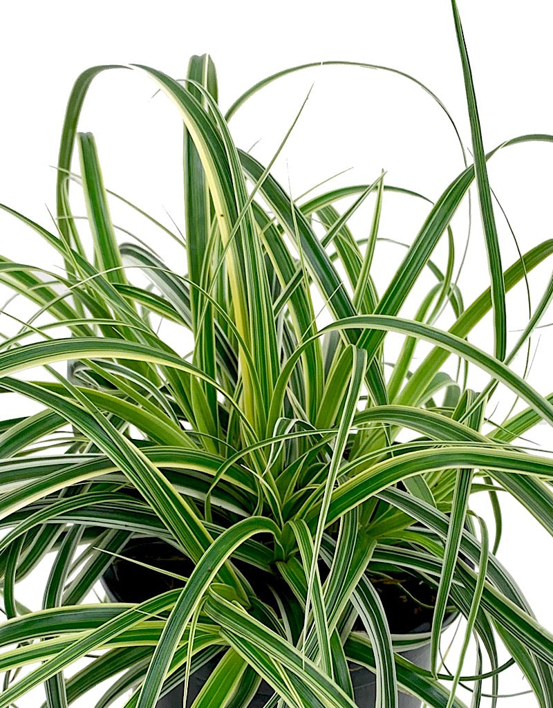 Carex oshimensis 'Feather Falls' Quart