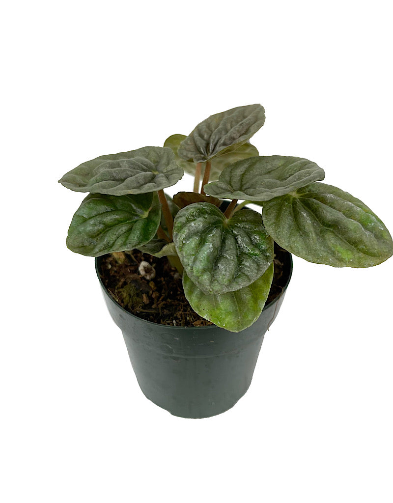 Peperomia caperata 'Luna Grey' 2 Inch